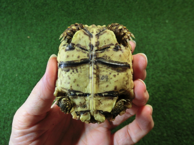 ナミビアヒョウモンガメベビー SACB個体 04番の画像