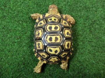 ナミビアヒョウモンガメベビー SACB個体 04番の画像