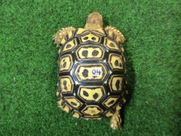 ナミビアヒョウモンガメベビー SACB個体 04番の画像