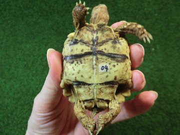 ナミビアヒョウモンガメベビー SACB個体 04番の画像