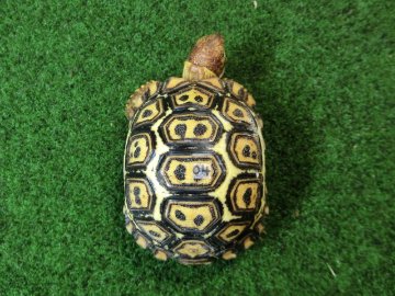 ナミビアヒョウモンガメベビー SACB個体 04番の画像
