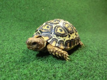 ナミビアヒョウモンガメベビー SACB個体 04番の画像