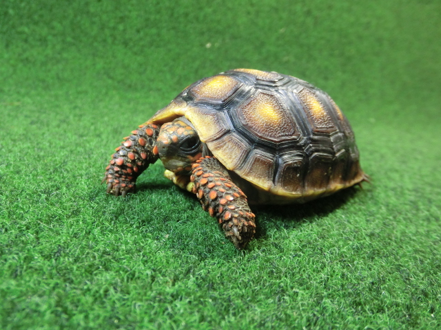 チェリーヘッドアカアシガメ ベビー ＣＢ個体08番の画像