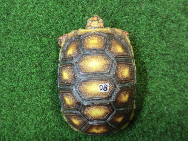 チェリーヘッドアカアシガメ ベビー ＣＢ個体08番の画像