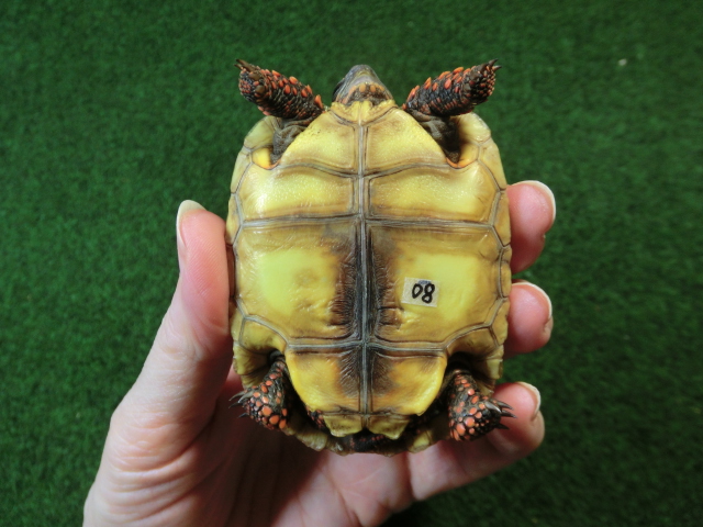チェリーヘッドアカアシガメ ベビー ＣＢ個体08番の画像