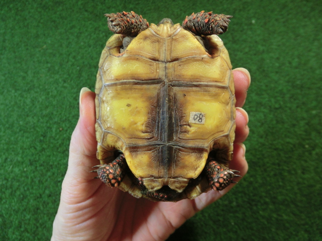 チェリーヘッドアカアシガメ ベビー ＣＢ個体08番の画像