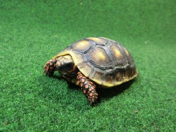 チェリーヘッドアカアシガメ ベビー ＣＢ個体08番の画像