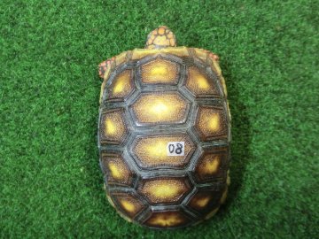 チェリーヘッドアカアシガメ ベビー ＣＢ個体08番の画像
