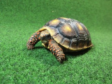 チェリーヘッドアカアシガメ ベビー ＣＢ個体08番の画像