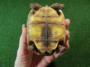チェリーヘッドアカアシガメ ベビー ＣＢ個体08番の画像