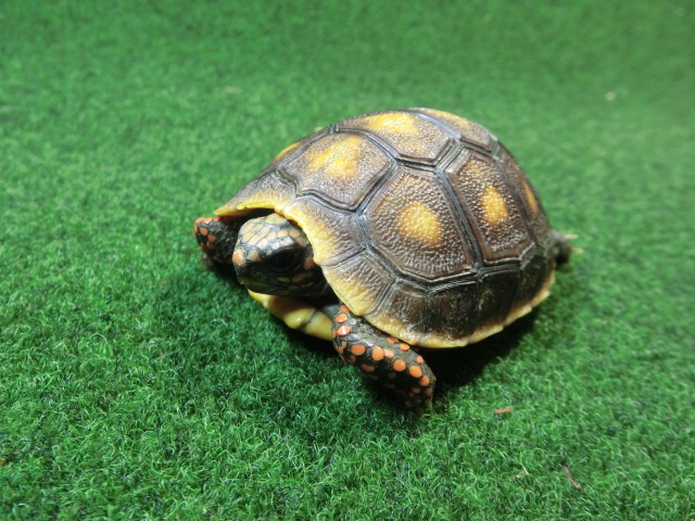 チェリーヘッドアカアシガメ ベビー ＣＢ個体09番の画像