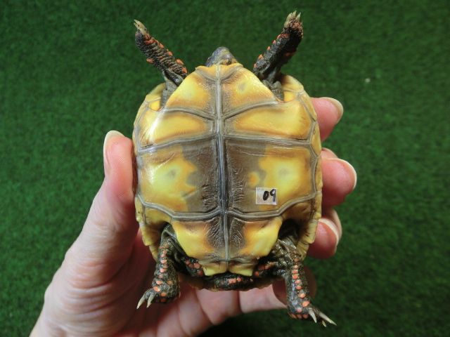 チェリーヘッドアカアシガメ ベビー ＣＢ個体09番の画像