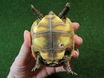 チェリーヘッドアカアシガメ ベビー ＣＢ個体09番の画像