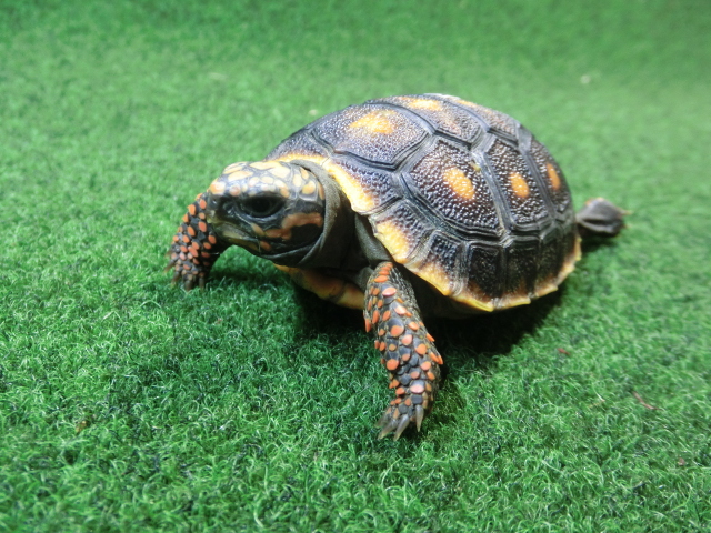チェリーヘッドアカアシガメ ベビー ＣＢ個体10番の画像