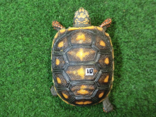 チェリーヘッドアカアシガメ ベビー ＣＢ個体10番の画像