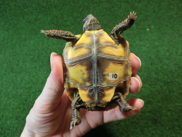 チェリーヘッドアカアシガメ ベビー ＣＢ個体10番の画像