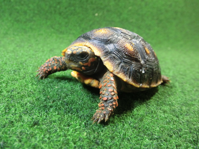 チェリーヘッドアカアシガメ ベビー ＣＢ個体10番の画像