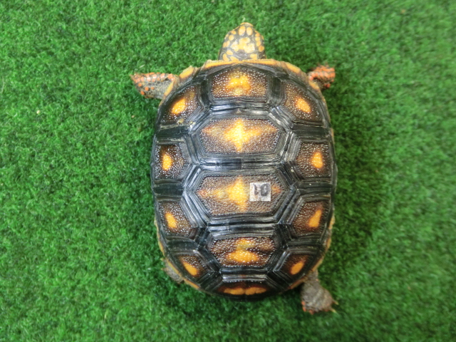 チェリーヘッドアカアシガメ ベビー ＣＢ個体10番の画像