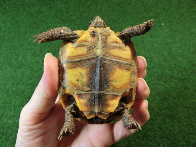 チェリーヘッドアカアシガメ ベビー ＣＢ個体10番の画像