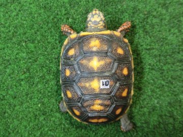チェリーヘッドアカアシガメ ベビー ＣＢ個体10番の画像
