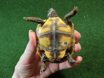 チェリーヘッドアカアシガメ ベビー ＣＢ個体10番の画像
