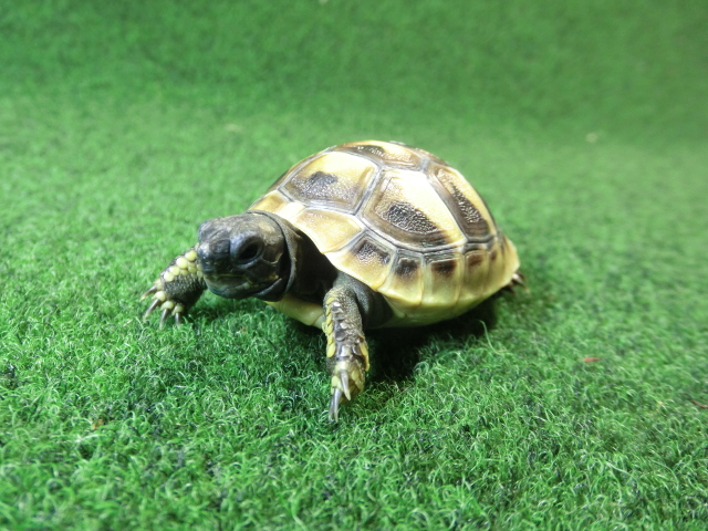 ヘルマンリクガメベビーEUCB個体 48番の画像