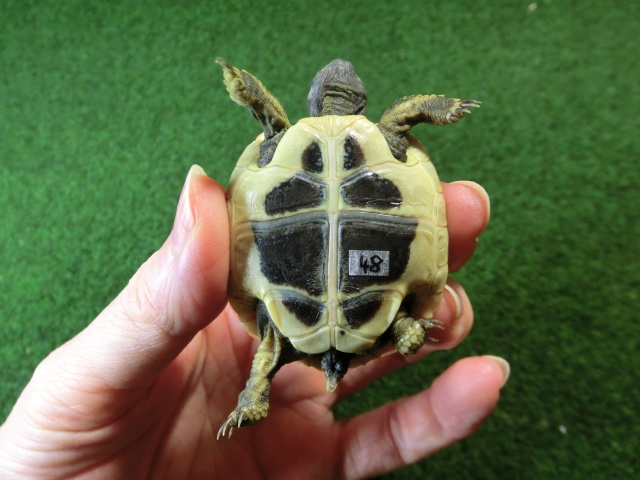 ヘルマンリクガメベビーEUCB個体 48番の画像