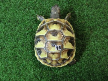 ヘルマンリクガメベビーEUCB個体 48番の画像