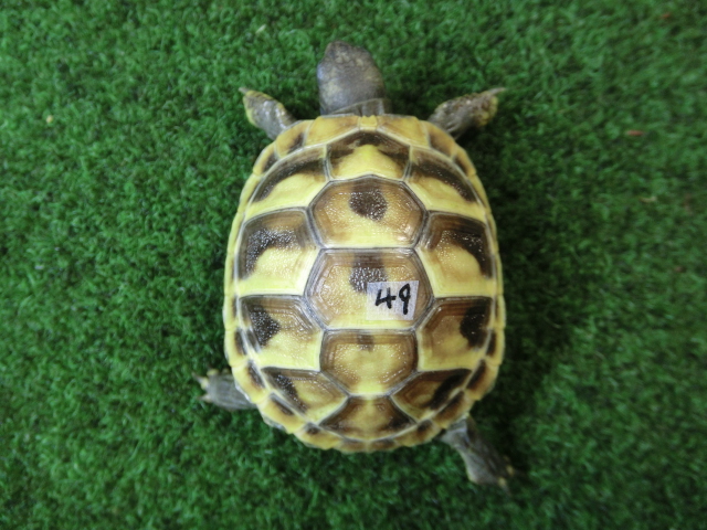 ヘルマンリクガメベビーEUCB個体 49番イエロータイプの画像