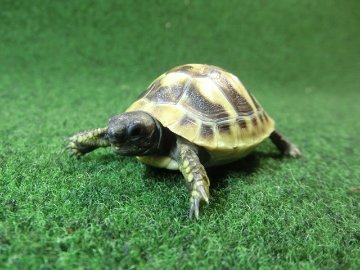 ヘルマンリクガメベビーEUCB個体 49番の画像