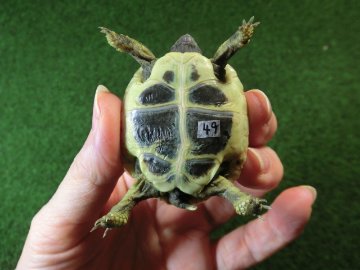 ヘルマンリクガメベビーEUCB個体 49番イエロータイプの画像