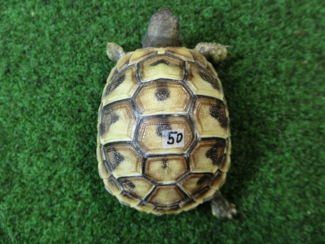 ヘルマンリクガメベビーEUCB個体 50番の画像
