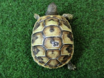 ヘルマンリクガメベビーEUCB個体 50番の画像