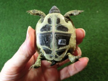 ヘルマンリクガメベビーEUCB個体 50番の画像