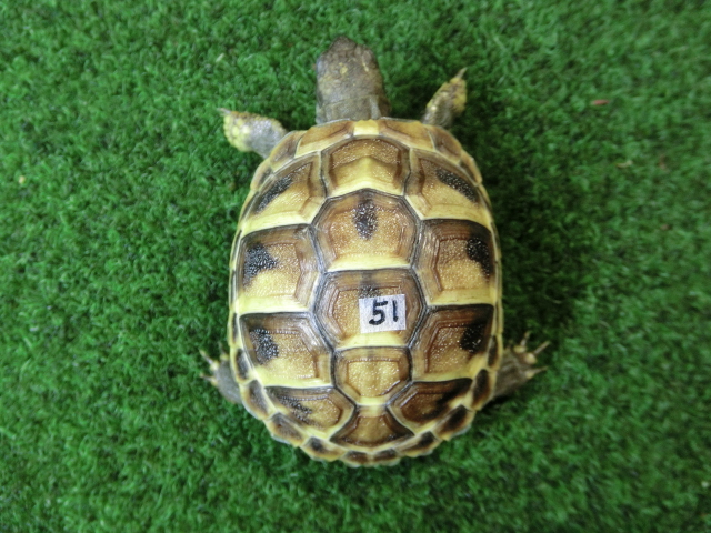 ヘルマンリクガメベビーEUCB個体 51番の画像
