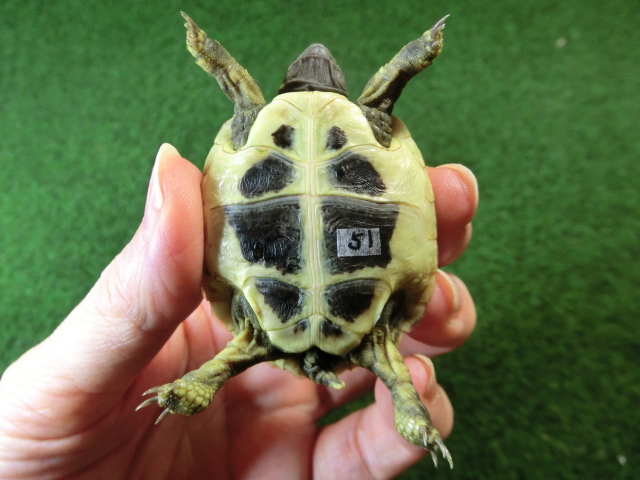 ヘルマンリクガメベビーEUCB個体 51番の画像