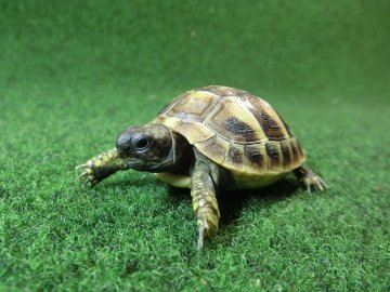ヘルマンリクガメベビーEUCB個体 51番の画像