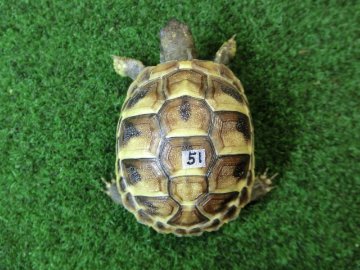 ヘルマンリクガメベビーEUCB個体 51番の画像