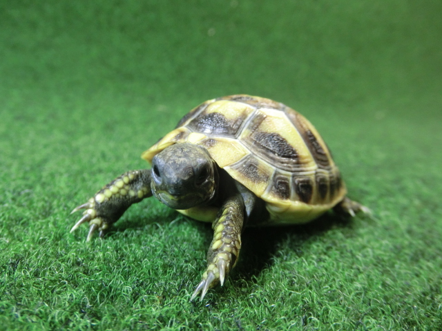 ヘルマンリクガメベビーEUCB個体 53番の画像