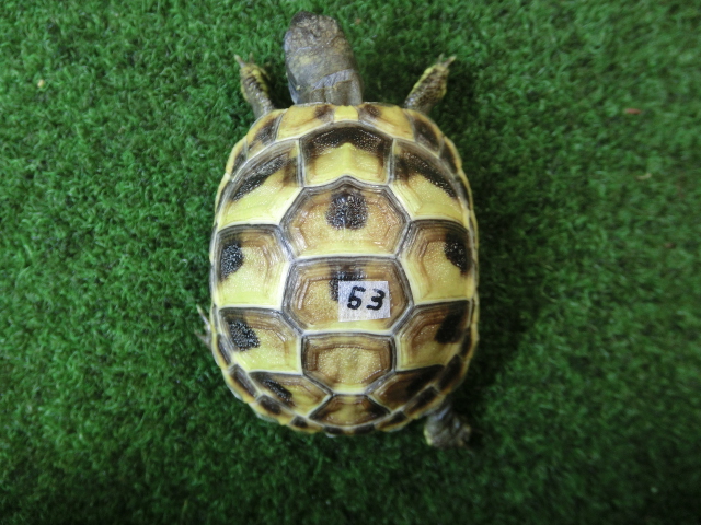 ヘルマンリクガメベビーEUCB個体 53番の画像