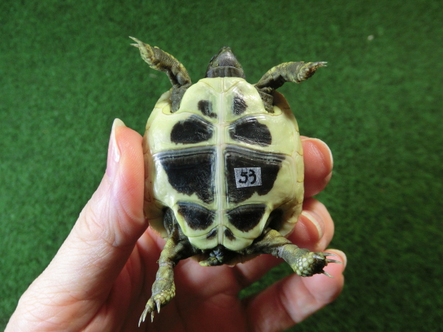 ヘルマンリクガメベビーEUCB個体 53番の画像