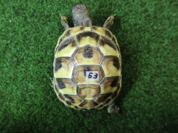 ヘルマンリクガメベビーEUCB個体 53番の画像