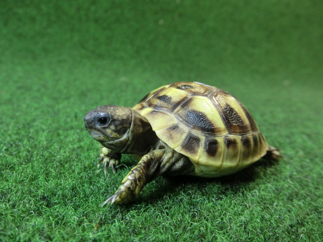 ヘルマンリクガメベビーEUCB個体 54番の画像