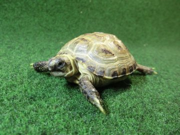 ホルスフィールドリクガメベビーCB個体56番の画像