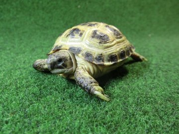 ホルスフィールドリクガメベビーCB個体57番の画像