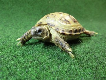 ホルスフィールドリクガメベビーCB個体58番の画像