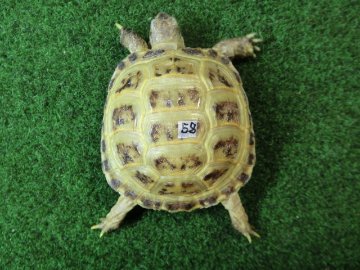 ホルスフィールドリクガメベビーCB個体58番の画像