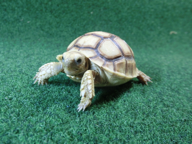 ケヅメリクガメベビー トーゴ産CB個体35番 の画像