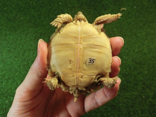 ケヅメリクガメベビー トーゴ産CB個体35番 の画像