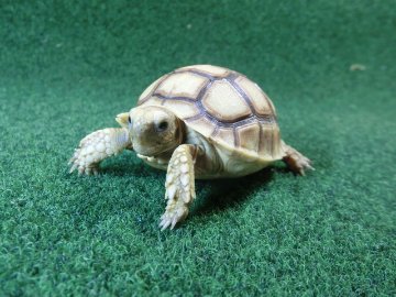 ケヅメリクガメベビー トーゴ産CB個体35番 の画像